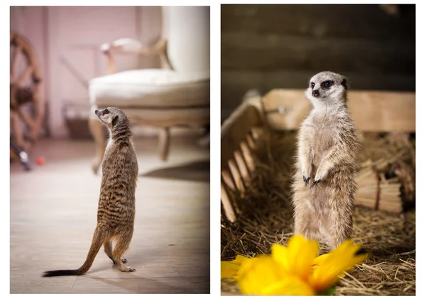 Meerkat in colors — Stock Photo, Image