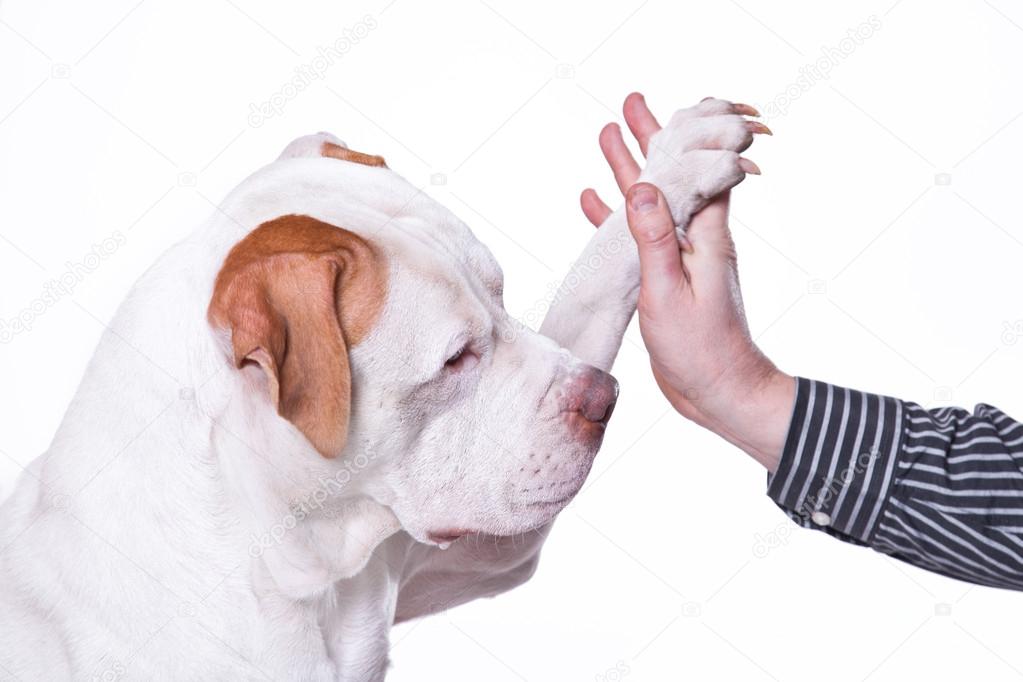 dog gives paw