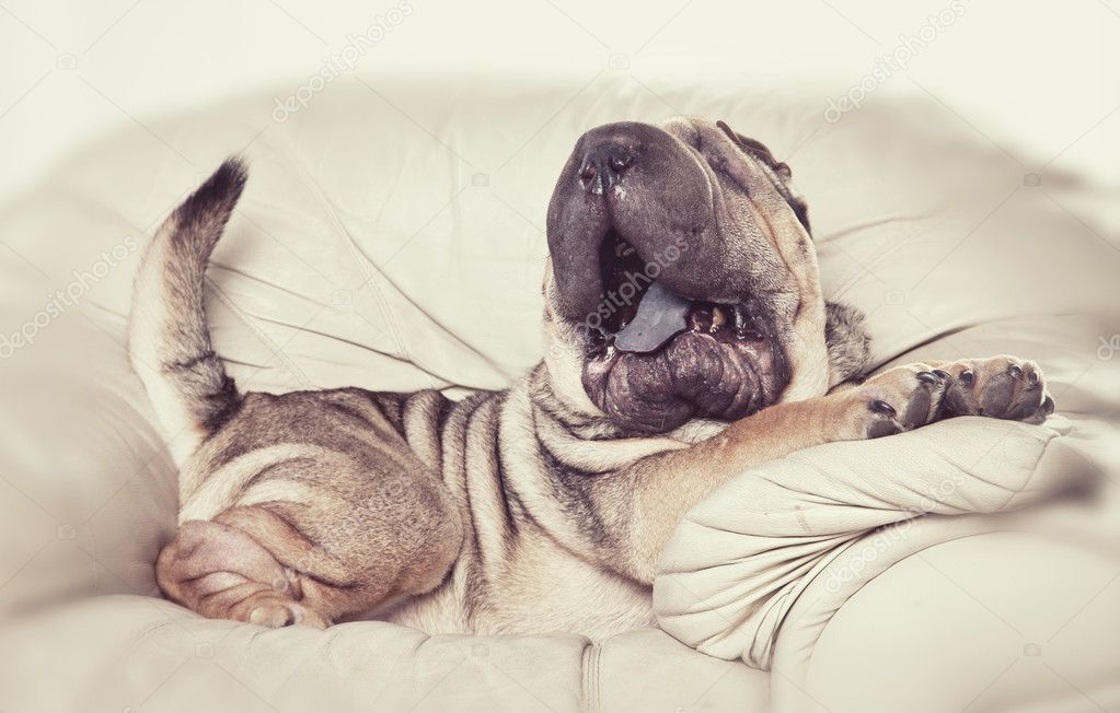 shar pei dog breed is sleeping on the couch