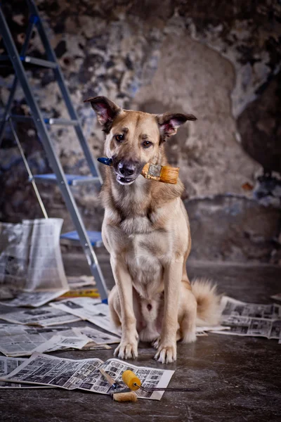 Dog in the garage. repairing — Stock Photo, Image