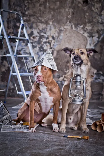 Dog in the garage. repairing — Stock Photo, Image