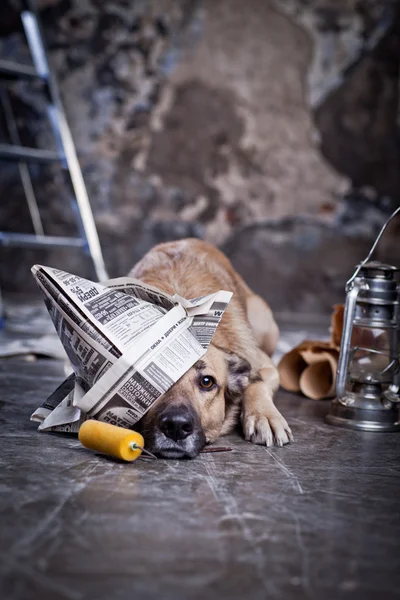 Cão na garagem. reparação — Fotografia de Stock