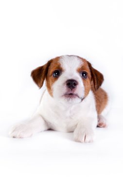 jack Russell yavrusu beyaz Studio sevimli küçük köpek