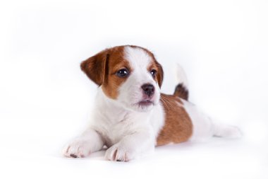 jack Russell yavrusu beyaz Studio sevimli küçük köpek