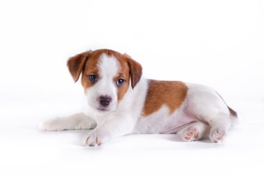 jack Russell yavrusu beyaz Studio sevimli küçük köpek