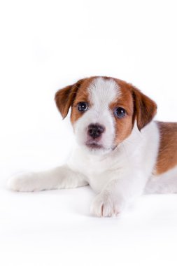 jack Russell yavrusu beyaz Studio sevimli küçük köpek