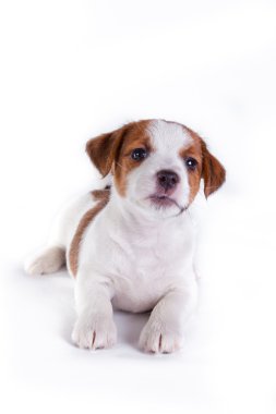 jack Russell yavrusu beyaz Studio sevimli küçük köpek