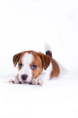 jack Russell yavrusu beyaz Studio sevimli küçük köpek