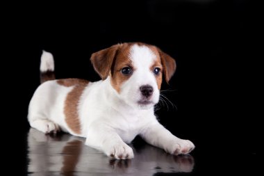 köpek, köpek yavrusu, jack russell terrier, siyah