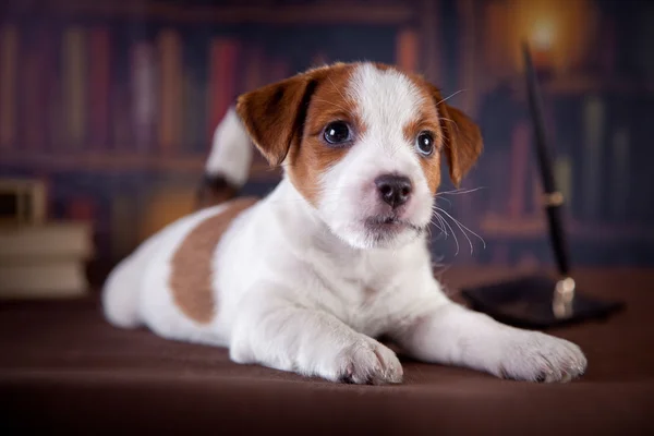 Valp med böcker. valp i bibleotek. jack russell terrier — Stockfoto