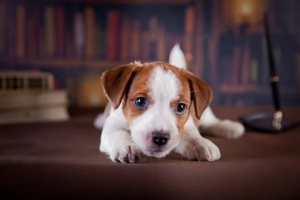 Pup met boeken. puppy in bibleotek. Jack russell Terriër — Stockfoto
