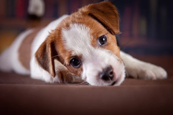 Welpe mit Büchern. Welpe in Bibleotek. Jack Russell Terrier — Stockfoto