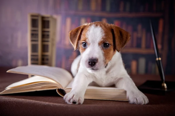 Cachorro con libros. Cachorro en Bibleotek. Jack Russell Terrier —  Fotos de Stock