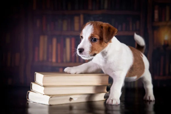 Cachorro con libros. Cachorro en Bibleotek. Jack Russell Terrier —  Fotos de Stock