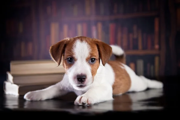 Chiot avec des livres. Chiot en bibleotek. Jack Russell Terrier — Photo