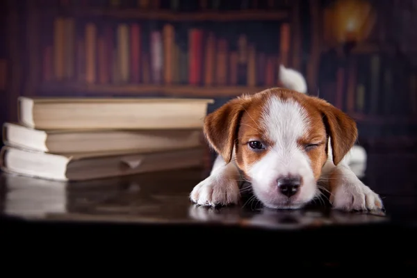 Szczeniak z książek. szczeniak w bibleotek. Jack russell terrier — Zdjęcie stockowe