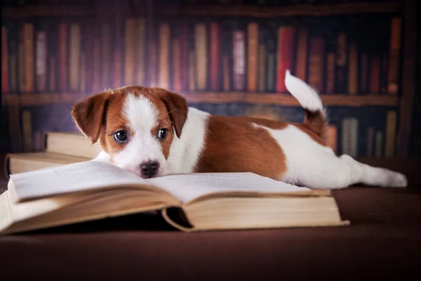 Cachorro con libros. Cachorro en Bibleotek. Jack Russell Terrier —  Fotos de Stock