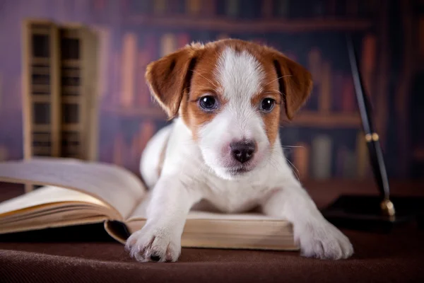 Valp med böcker. valp i bibleotek. jack russell terrier — Stockfoto