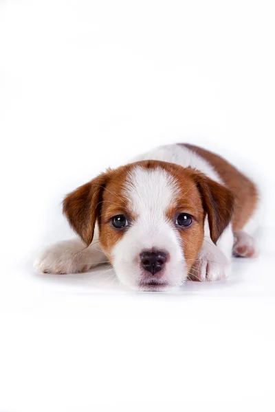 Jack Russell cucciolo su bianco, in studio carino cagnolino — Foto Stock
