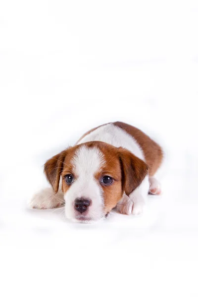Jack Russell filhote de cachorro no branco, no estúdio bonito cachorrinho — Fotografia de Stock
