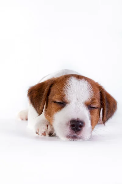 Jack russell kiskutyák-fehér, stúdió aranyos kis kutya — Stock Fotó