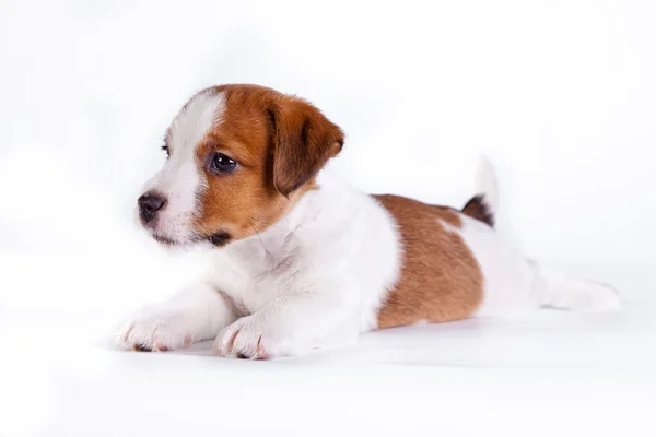 Jack Russell yavrusu beyaz Studio sevimli küçük köpek — Stok fotoğraf