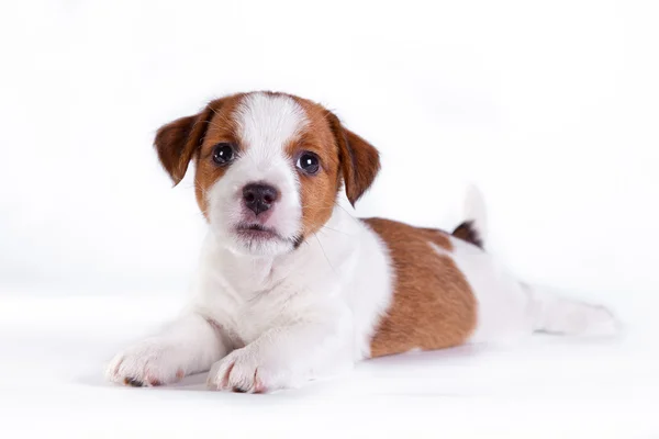 Jack Russell filhote de cachorro no branco, no estúdio bonito cachorrinho — Fotografia de Stock