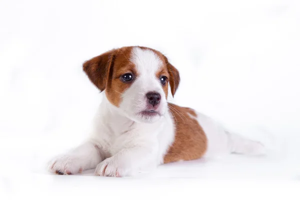 Jack Russell yavrusu beyaz Studio sevimli küçük köpek — Stok fotoğraf