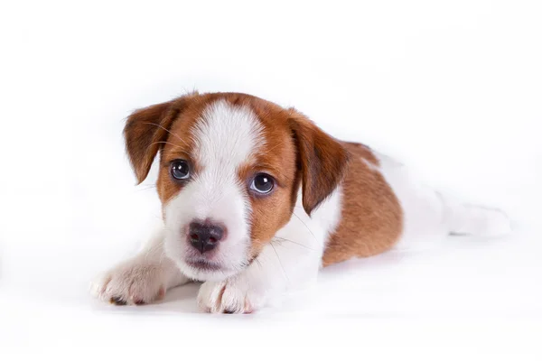 Jack Russell filhote de cachorro no branco, no estúdio bonito cachorrinho — Fotografia de Stock