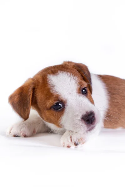 Jack russell kiskutyák-fehér, stúdió aranyos kis kutya — Stock Fotó