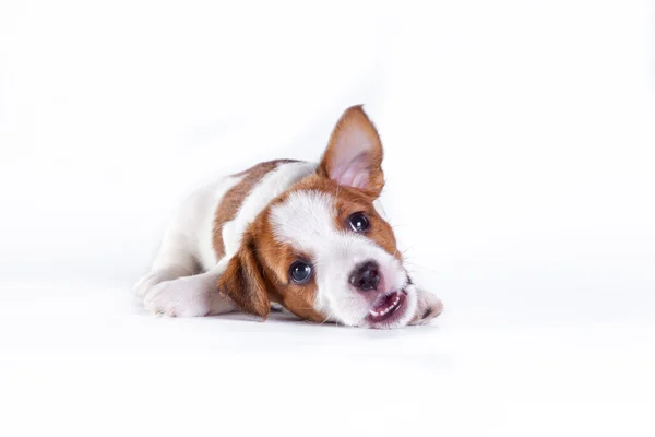 Jack Russell yavrusu beyaz Studio sevimli küçük köpek — Stok fotoğraf