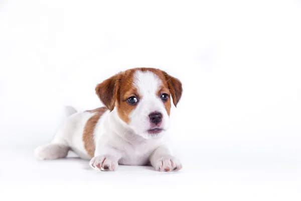 Jack Russell yavrusu beyaz Studio sevimli küçük köpek — Stok fotoğraf