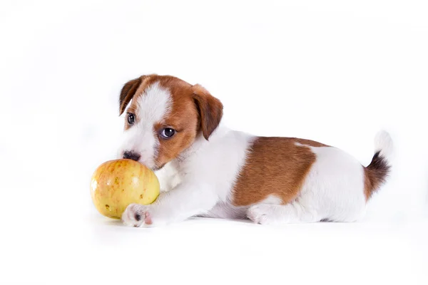 Jack Russell Welpe auf weiß, im Studio niedlicher kleiner Hund — Stockfoto