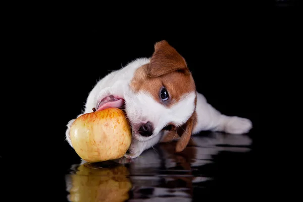 Dog, puppy, Jack Russell terrier, a black — Stock Photo, Image