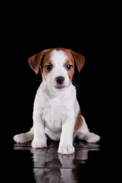 Cane, cucciolo, Jack Russell terrier, un nero — Foto Stock