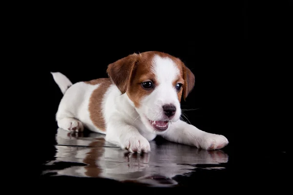 Perro, cachorro, Jack Russell terrier, un negro —  Fotos de Stock