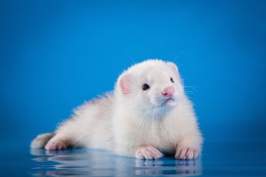 renkli bir arka plan üzerinde kunduz