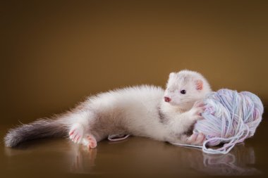Ferret on a colored background clipart