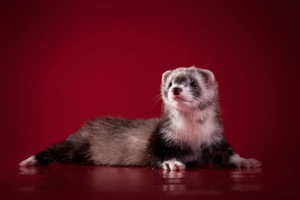 Furet — Photo