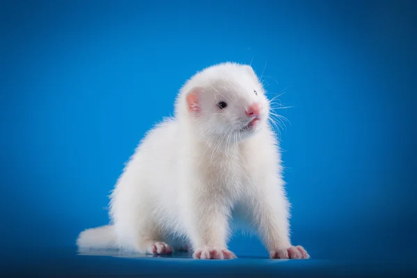 Ferret på en färgad bakgrund — Stockfoto