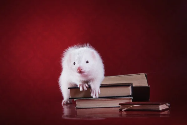 Ferret på en färgad bakgrund — Stockfoto