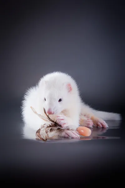 Ferret on a colored background — Stock Photo, Image