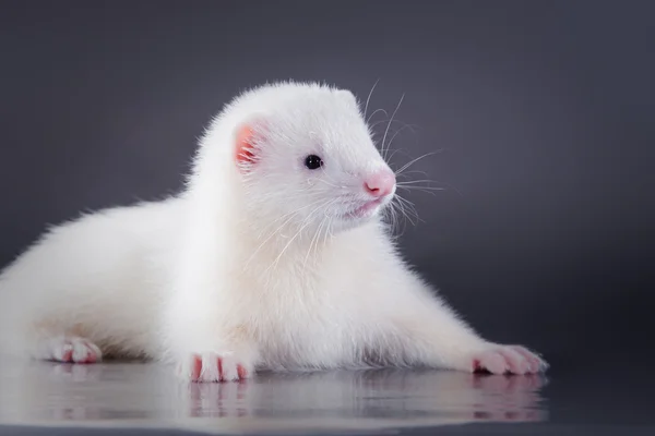 Ferret på en färgad bakgrund — Stockfoto