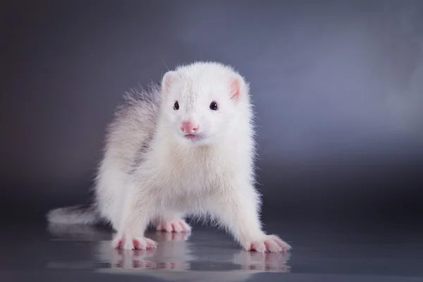 Ferret op een gekleurde achtergrond — Stockfoto