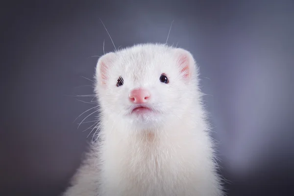 Ferret på en färgad bakgrund — Stockfoto