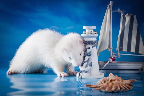 Ferret on a colored background — Stock Photo, Image