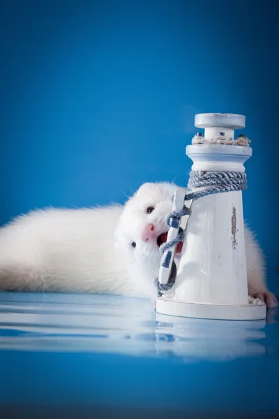 Ferret on a colored background — Stock Photo, Image