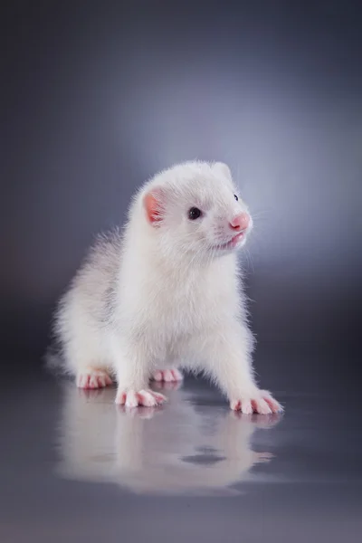 Ferret på en färgad bakgrund — Stockfoto