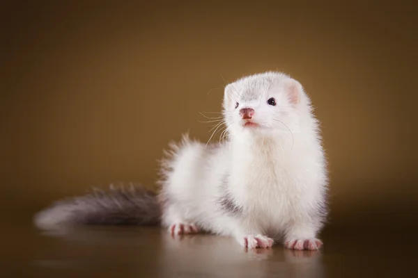 Ferret on a colored background — Stock Photo, Image