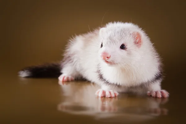 Ferret på en färgad bakgrund — Stockfoto